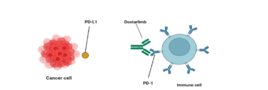 Pharmacology of Dostarlimab: A Review