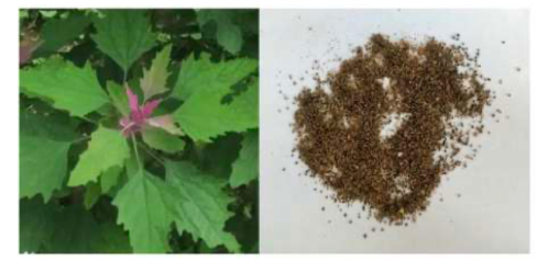 Scientific Standardization of Various Extracts of Chenopodium giganteum D. Leaves